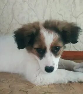 Отдам милого