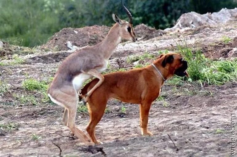 Спаривание между животными. Разные животные спариваются с разными. Лев и львица. Инстинкты животных. Прайд львов охота на буйволов.