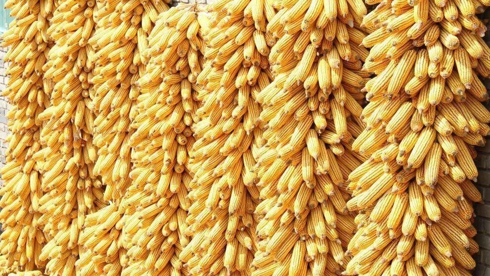 Как хранить кукурузу в початках