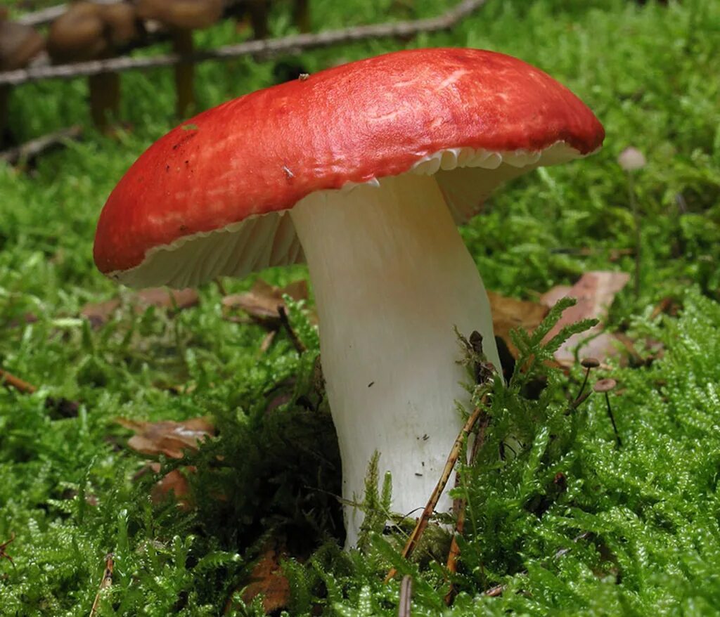 Есть гриб сыроежка. Сыроежка жгучеедкая (Russula emetica). Сыроежка жгучеедкая несъедобная. Сыроежка рвотная жгучеедкая. Сыроежка Синявка.