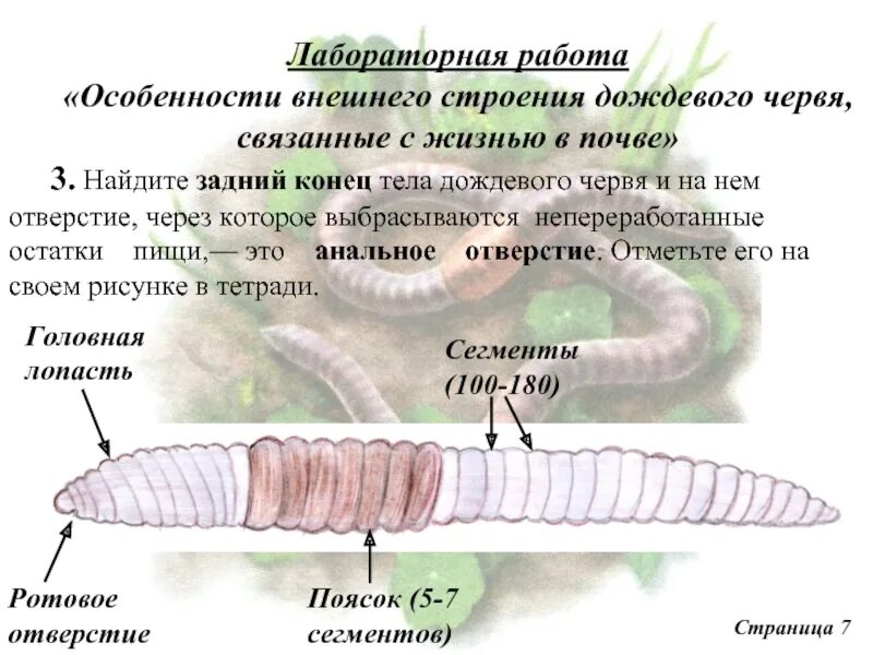 Развитие с метаморфозом дождевой червь. Задний конец тела дождевого червя. Анальное отверстие у дождевого червя. Строение дождевого червя. Передний и задний концы тела дождевого червя.