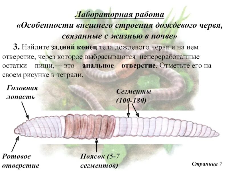 Дождевой червь прямое развитие