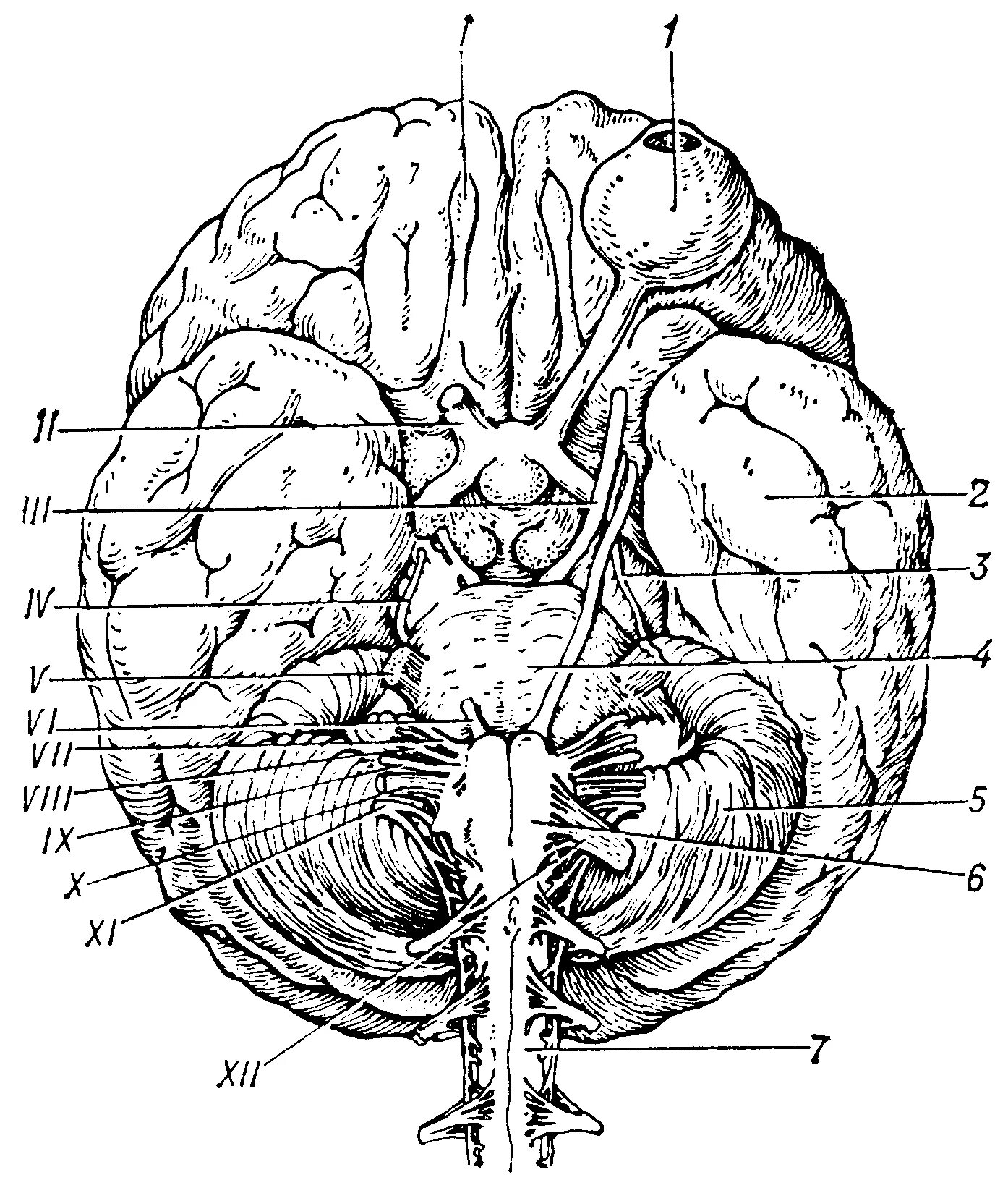 Нижняя поверхность мозга. Черепно мозговые нервы на основании мозга. Черепные нервы на основании головного мозга. 12 Пар черепно мозговых нервов анатомия рисунок. Основание головного мозга и места выхода Корешков черепных нервов.