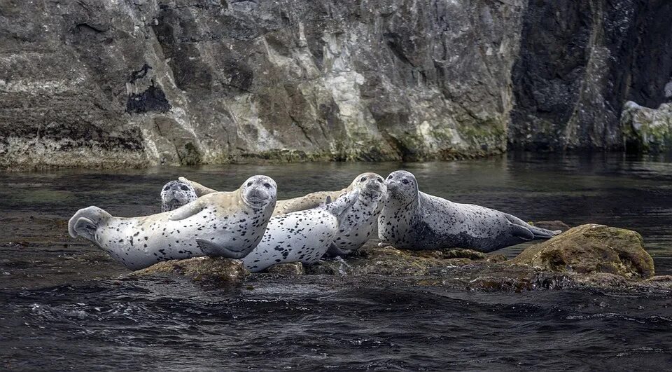 дальневосточный морской биосферный заповедник дво ран. морские биосферные заповедники. дальневосточный морской заповедник рельеф. морские биосферные заповедники. морские биосферные заповедники.