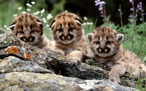 Free download wallpaper Cats, Animal, Cute, Cougar, Baby Animal, Cub on you...