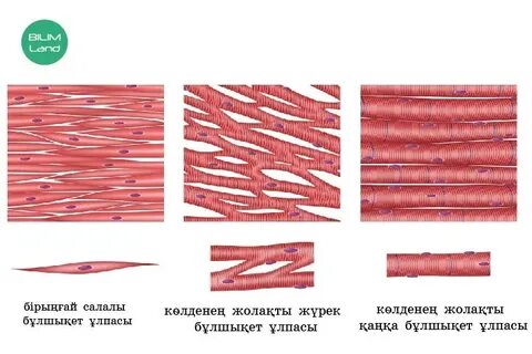 Желідегі порно есектер