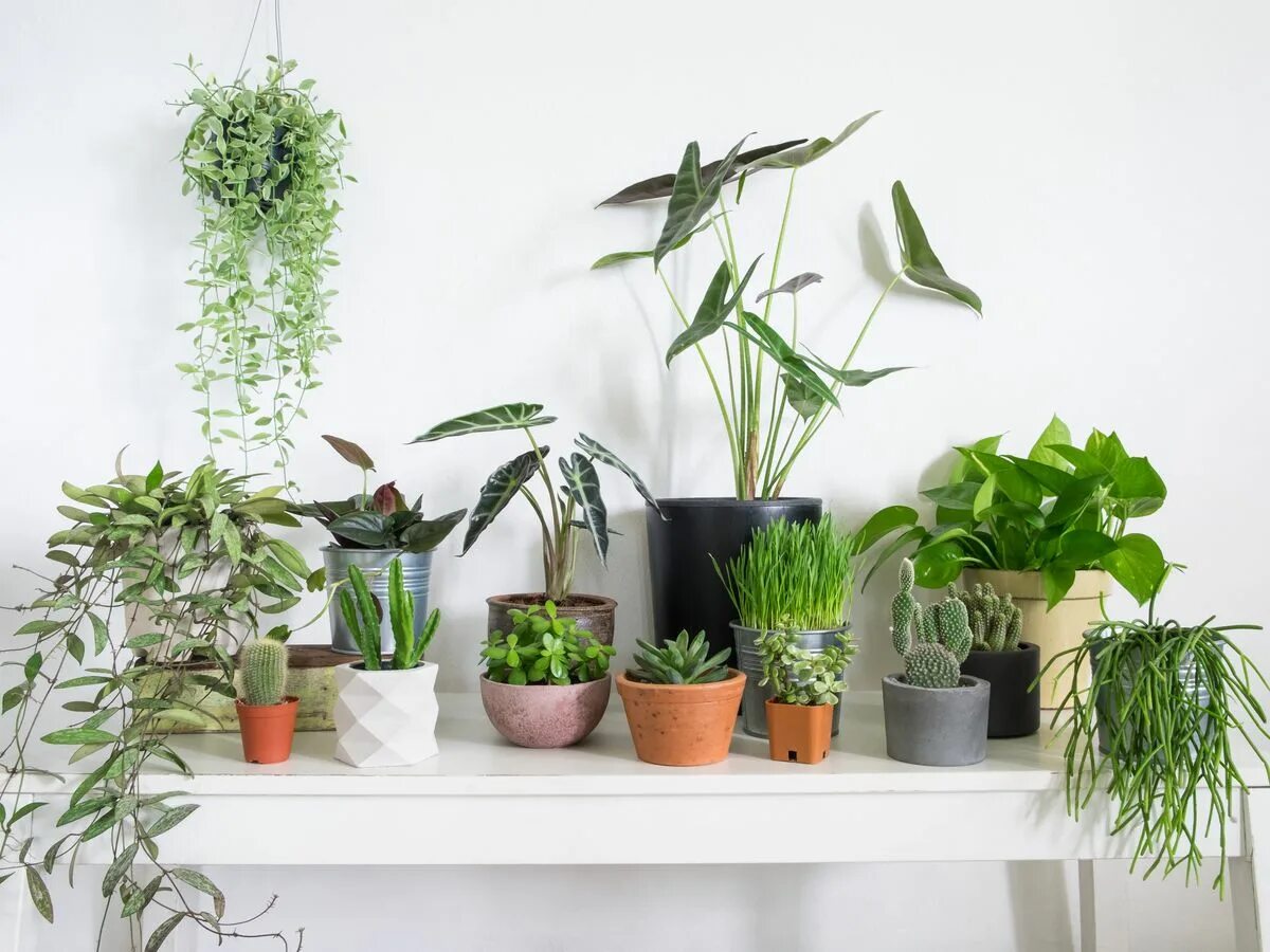 Indoor plants. Эпипремнум пиннатум. Хлорофитум, Драцена, фикус, спатифиллум. Растения в интерьере квартиры. Цветы в горшках в комнате.