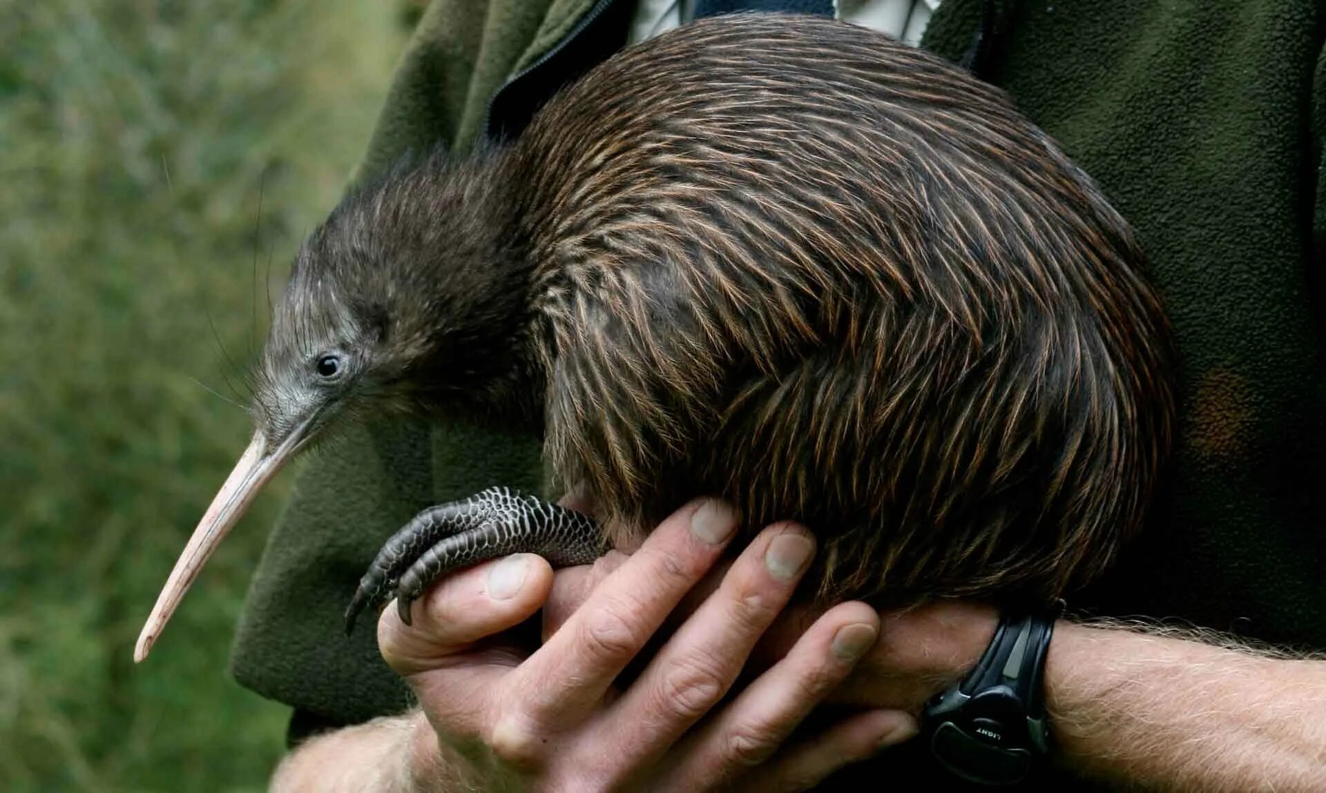 Птица киви в новой зеландии. New zealand kiwi. Новозеландия птица киви. New zealand kiwi. Новая зеландия киви.
