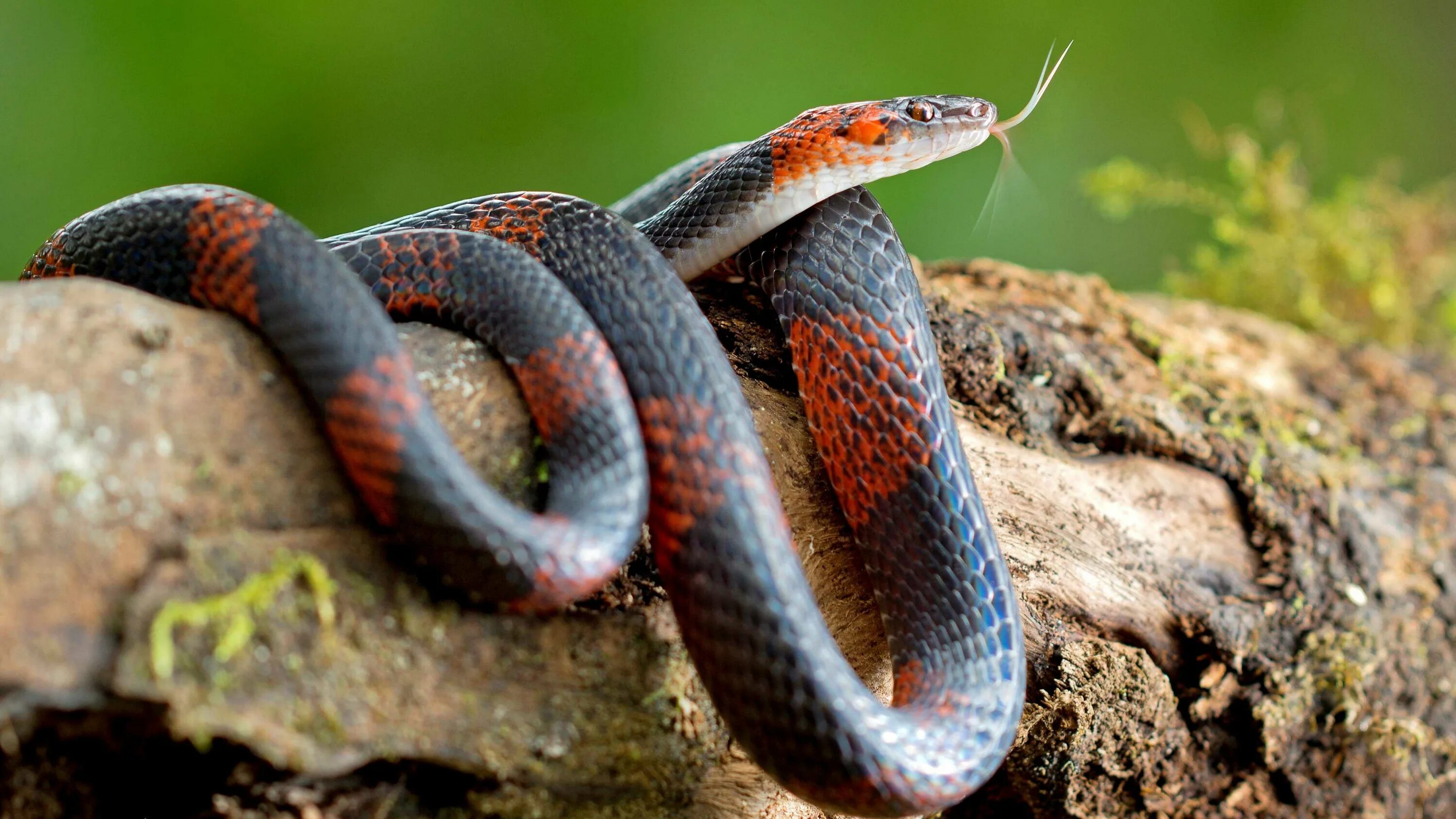 Хладнокровный змей. Chrysopelea Paradisi змея. Белогубый полоз. Куфии змеи. Змея Тайпан голубая.