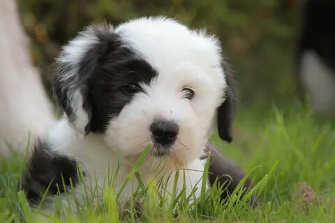 Puppy dog