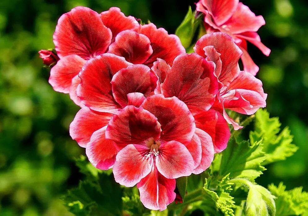 Герань дерево. Пеларгония герань. Королевская герань. Пеларгония (Pelargonium). Cara Viola пеларгония.