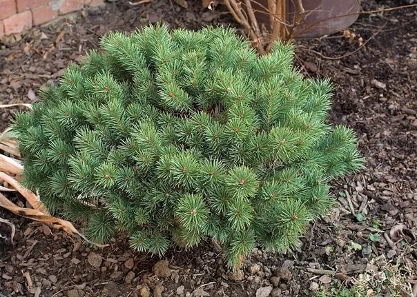 Pinus Sylvestris beuvronensis. Сосна Беувронензис. Сосна обыкновенная beuvronensis. Pinus Sylvestris compressa. Сайт хвойной