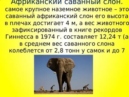 Самым крупным наземным животным является