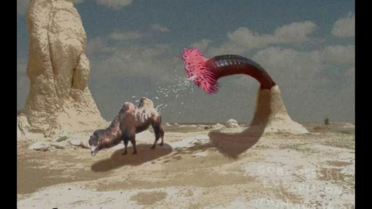 Черви в пустыне. Гигантский червь олгой-хорхой. Монгольский олгой хорхой. Червь олгой хорхой пустыни Гоби.