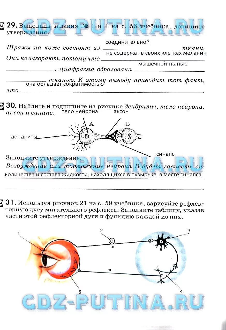 Получение мигательного рефлекса. Гдз биология 8 класс Колесов. Гдз по биологии 8 класс Колесов маш Беляев. Дугу мигательного рефлекса составляют.