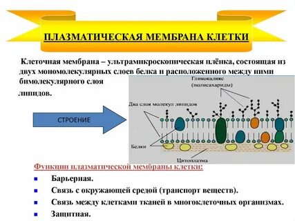 Влияние различных факторов на мембрану клеток