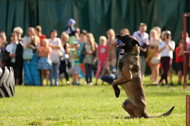 Выступают собаки. Цирковые собачки. Жонглеры в цирке на вернадского. Выступают собаки. Дрессировщица собак в цирке.