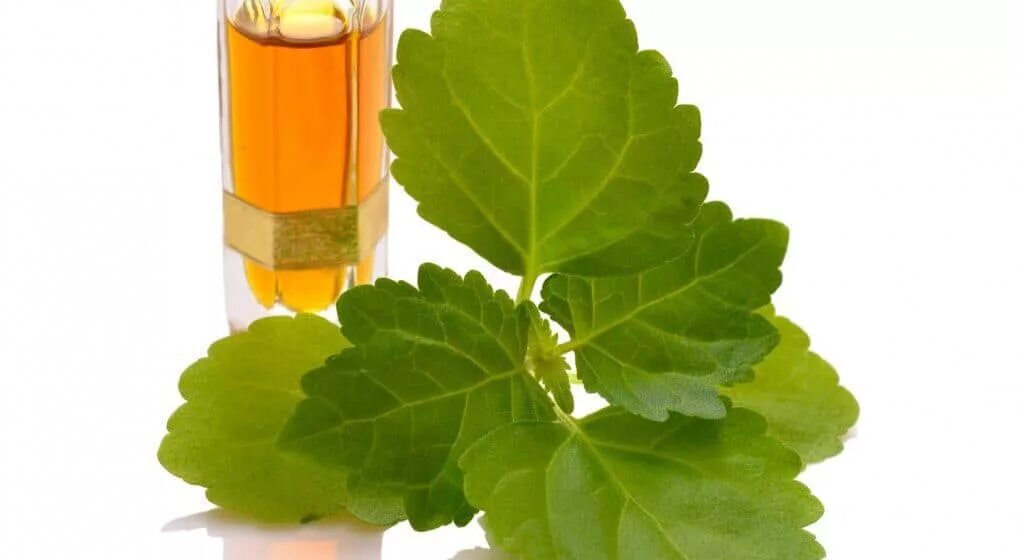 Patchouli 1.16 4 53.3. Пачули. листья пачули. patchouli oil. пачули растение на белом фоне.