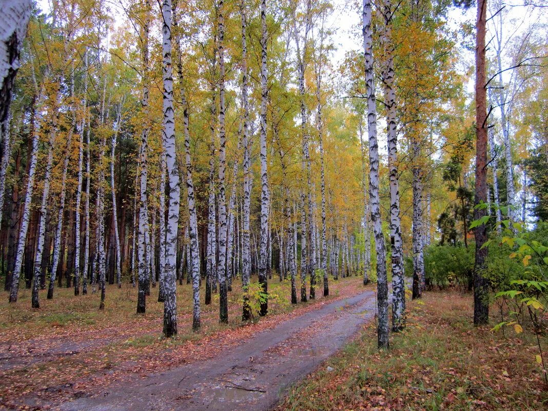 березовая роща береза повислая. березы шумят. белоствольная береза. березы шумят. березовая роща тутаев.