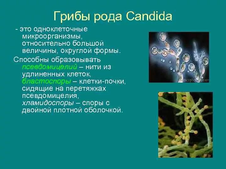 Почему некоторые одноклеточные грибы называют патогенными. Грибы рода Candida морфология. Дрожжеподобные грибы Candida. Грибы кандида микробиология. Морфологические свойства грибов рода кандида.