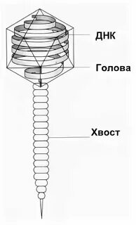 Днк бактериофага лямбда