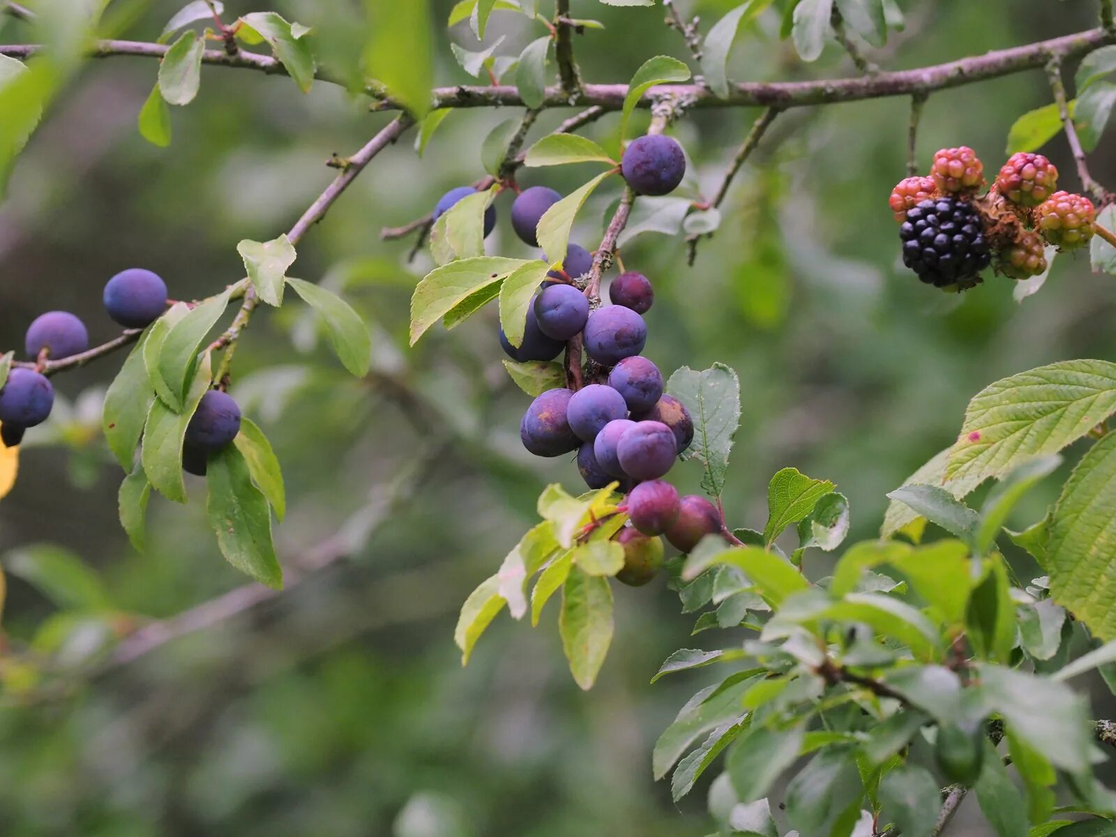 Prunus перевод. Терн (Prunus spinosa) PN. Prunus spinosa вишня. Терн Сладкоплодный. (P.spinosa). Prunus Americana плоды.