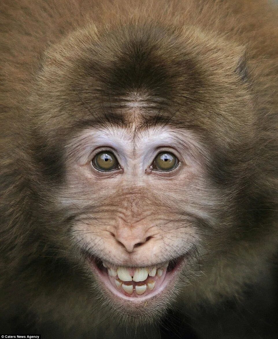 Покажи улыбающихся зверей. Кунац меймун. Меймун макаки. Морда обезьяны. Смешные обезьяны.