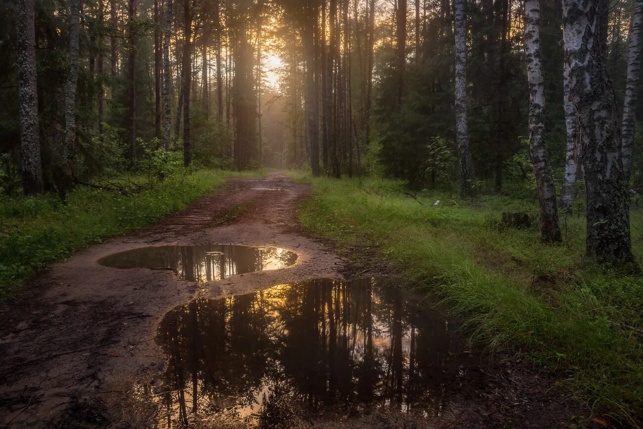 Лес после дождя. Дождь в лесу. Лесная дорога. Дорога после дождя. Дождь в лесу описание