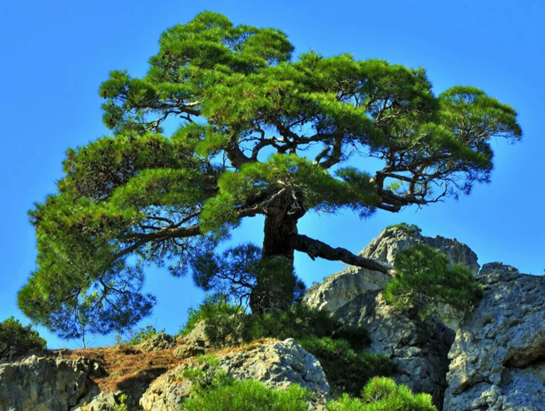 Сосна Палласа Крымская. Сосна Пицундская (Станкевича).. Сосна Крымская Pinus nigra subsp. Pallasiana. Пицундская сосна в Крыму. Сосна крымская купить