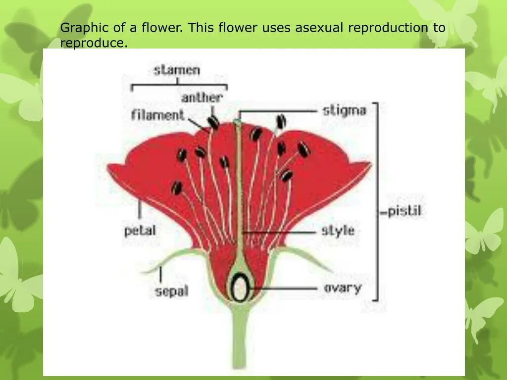 Стигма цветок. Petal sepal. Стигмы у растений. Parts of Flower.
