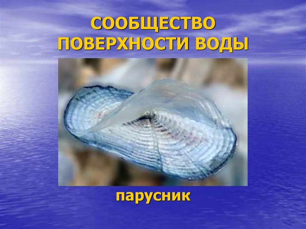 Сообщество толщи воды