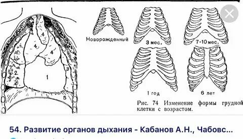 Грудная клетка у детей 3 лет