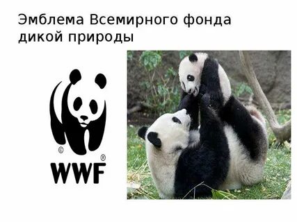 Какое животное служит эмблемой всемирного фонда дикой