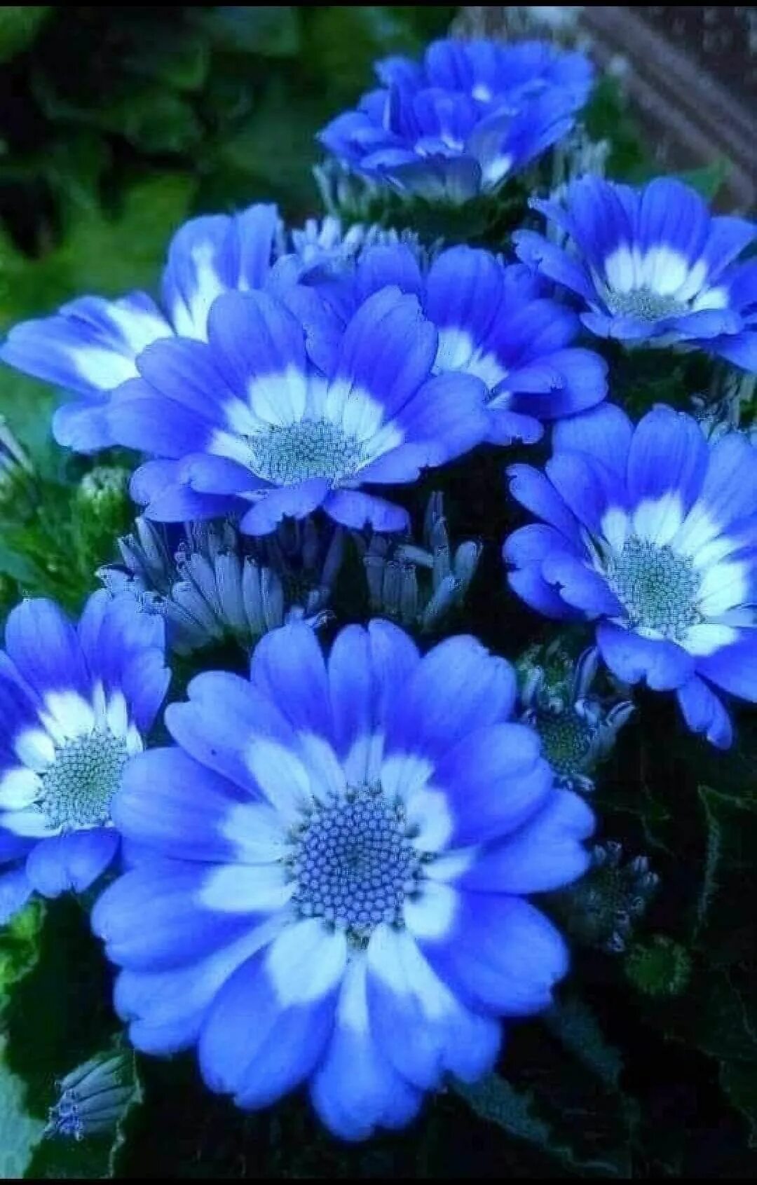 Садовый цветок синий. Рута голубая многолеток. Горечавка , лобелия многолетние голубоглоцвета многолетники. Синие садовые цветы. Многолетник с синими цветами.