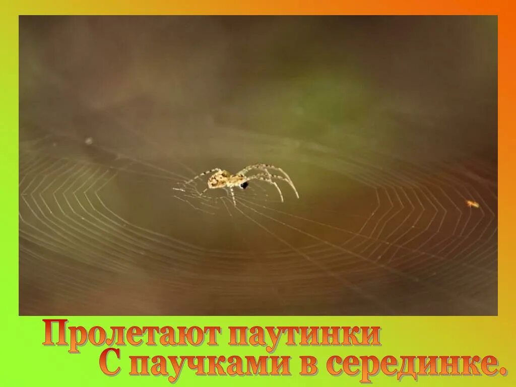 С паучками в серединке. Паутинка к проекту осень старшая группа. Пролетают паутинки с паучками. Стих пролетают паутинки. Паутинки с паучками в серединке.