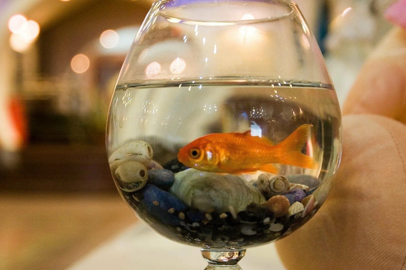 Какие рыбки могут жить одни. Круглый аквариум с рыбками. Золотая рыбка в аквариуме. Рыба в круглом аквариуме. Одна рыбка в круглом аквариуме.