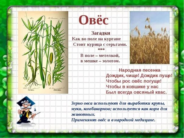 Овес какая группа. Овес описание растения. Загадка про овес. Овес краткое описание. Описание овса 3 класс.