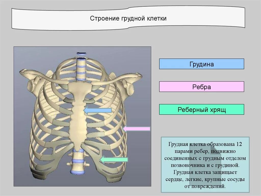 Виды хрящей скелета
