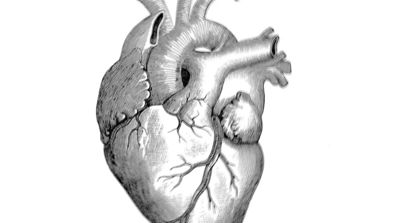 Сердце анатомия синельников. Морфология сердца анатомия. Анатомию сердца 12 серию. Анатомию сердца 12 серию. Анатомия сердца сериал обложка.