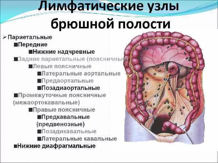 Лимфатические узлы в кишечнике. Брыжеечные лимфатические узлы норма. Мезентериальные лимфатические узлы. Лимфатические узлы в забрюшинном пространстве. Мезентериальные лимфатические узлы в брюшной полости УЗИ.