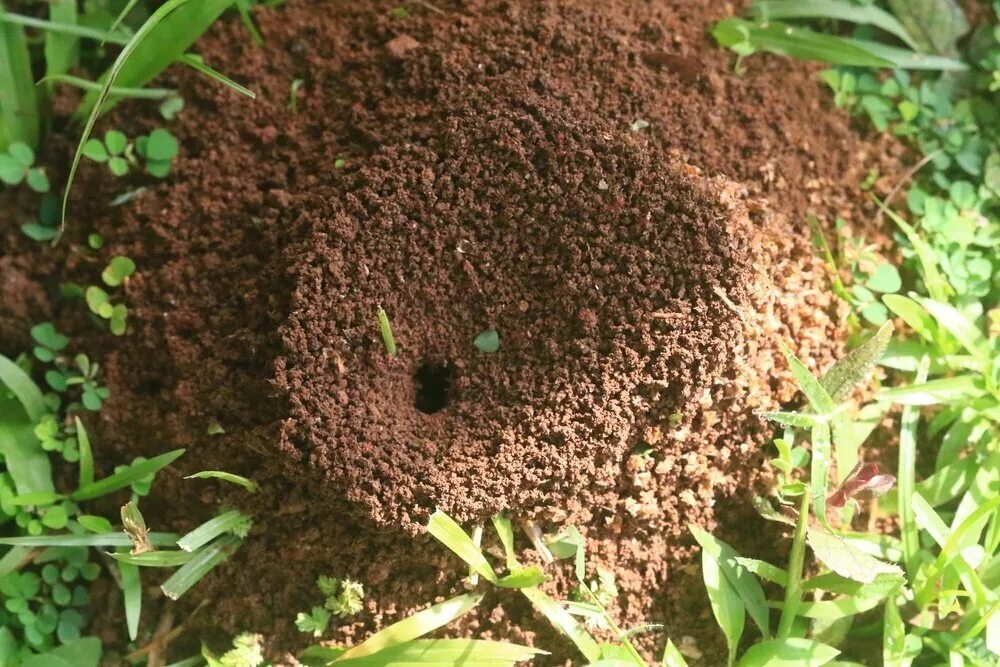 Муравьи в муравейнике. Садовые муравьи Муравейник. Муравьиное гнездо земляных муравьев. Земляной муравей Муравейник.