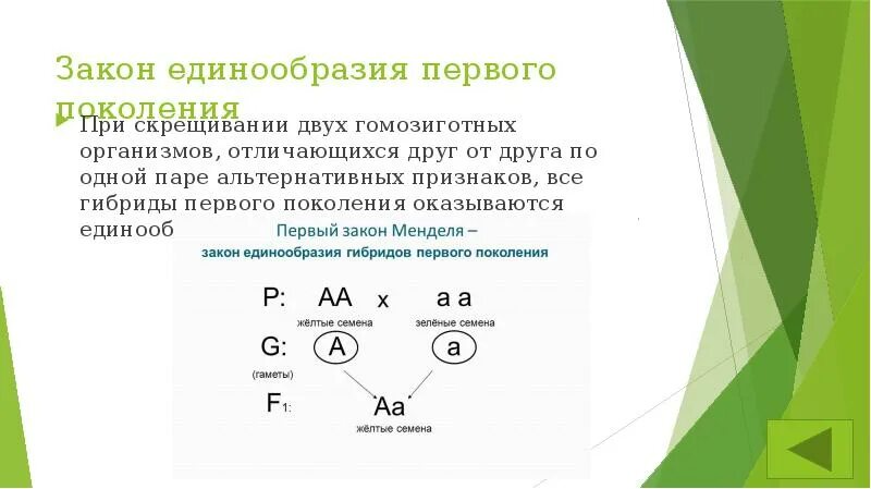 Гомозиготной особью можно. Гомозиготные и гетерозиготные организмы это. При скрещивании двух гомозиготных организмов. При скрещивании двух гомозиготных организмов различающихся. Гомозиготное скрещивание.