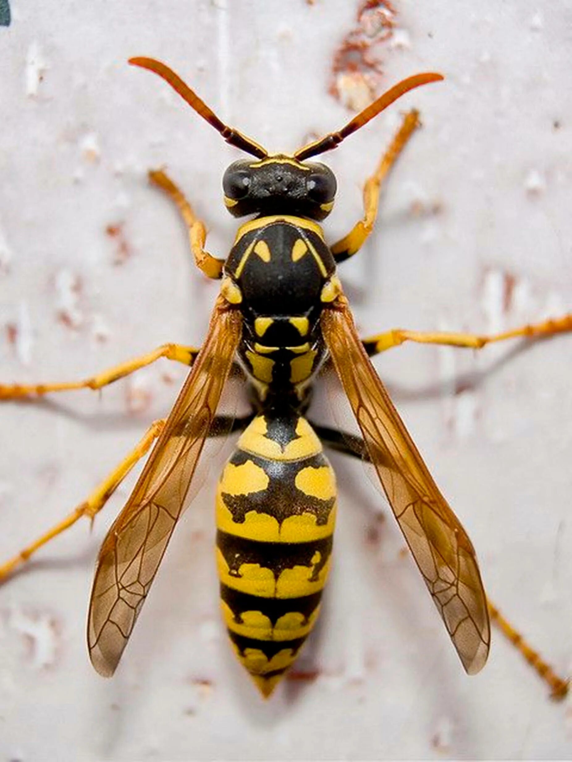 Домашние насекомые пчелы. Polistes dominula. Девятерик Шершень. Vespa mandarinia Шершень. Шершень судзумэбати.