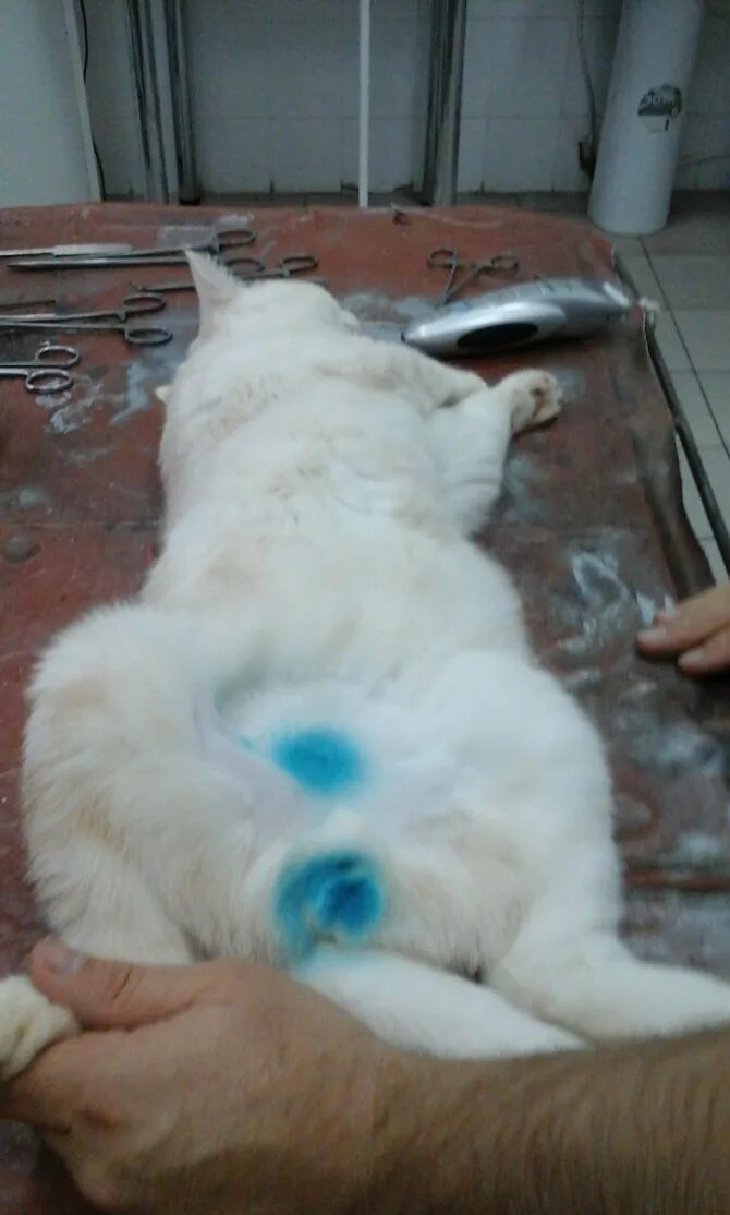 через сколько после кастрации можно кормить кота. памятка после стерилизации и кастрации. рацион еды для котов кастратов. чем кормить шотландского кота после кастрации. мочекаменная болезнь у котов.