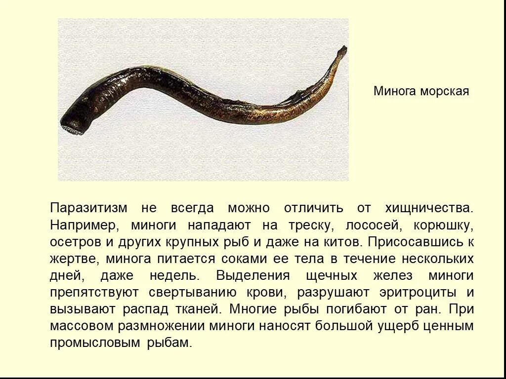 Сообщение о личинках миног. Минога. минога сообщение по биологии. паразитическая минога.
