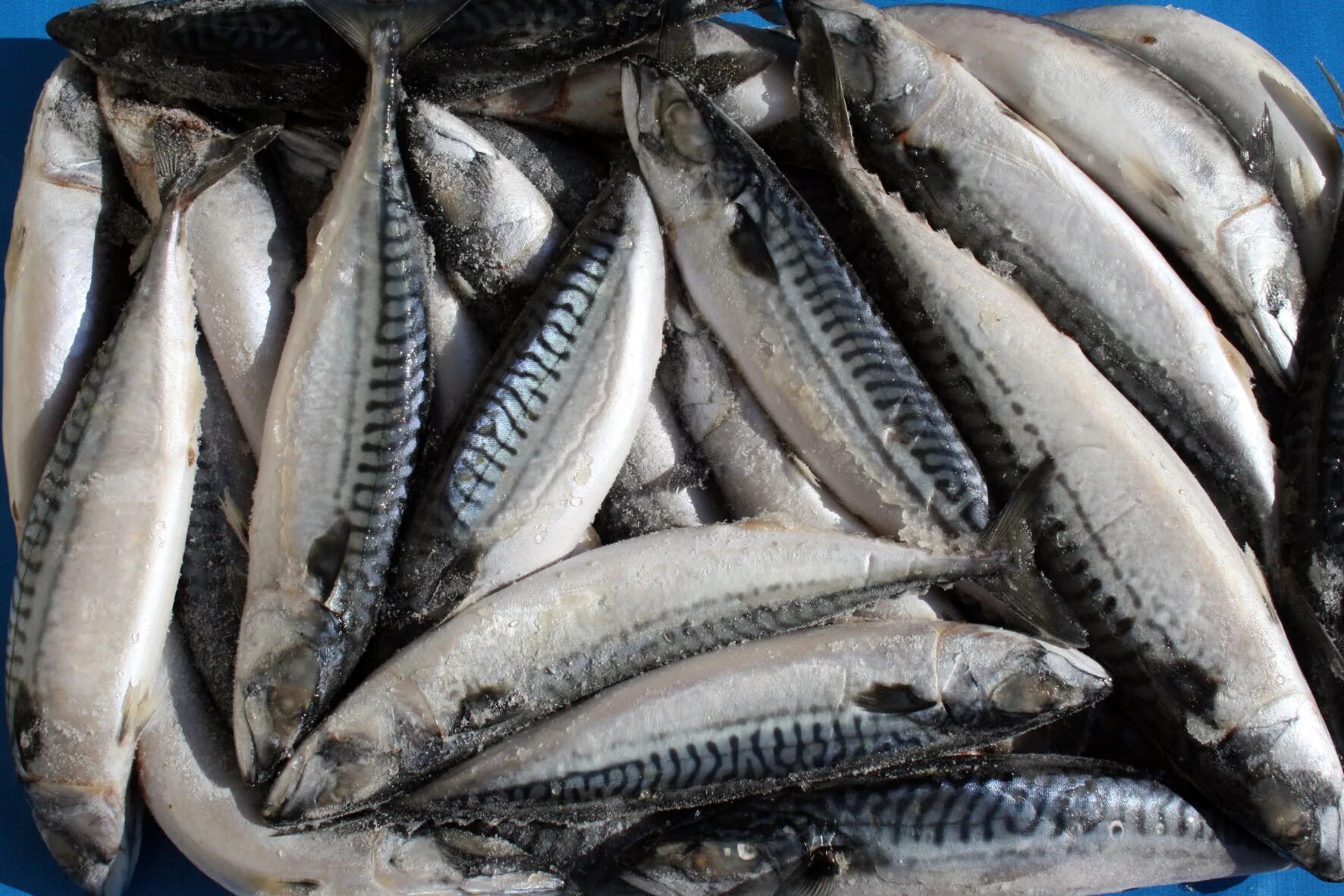 Рыба заморозка. Рыба скумбрия свежемороженая. Свежий мороженный. Горбуша псг. Скумбрия свежезамороженная.