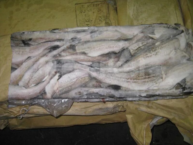 Филе минтая полюс. Почему минтай продается. Почему минтай продается. Рыба мерлуза хек. Почему минтай продается.