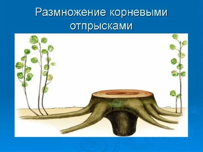 Размножение корневыми отпрысками примеры растений ВЕГЕТАТИВНОЕ РАЗМНОЖЕНИЕ РАСТЕНИЙ скачать презентацию
