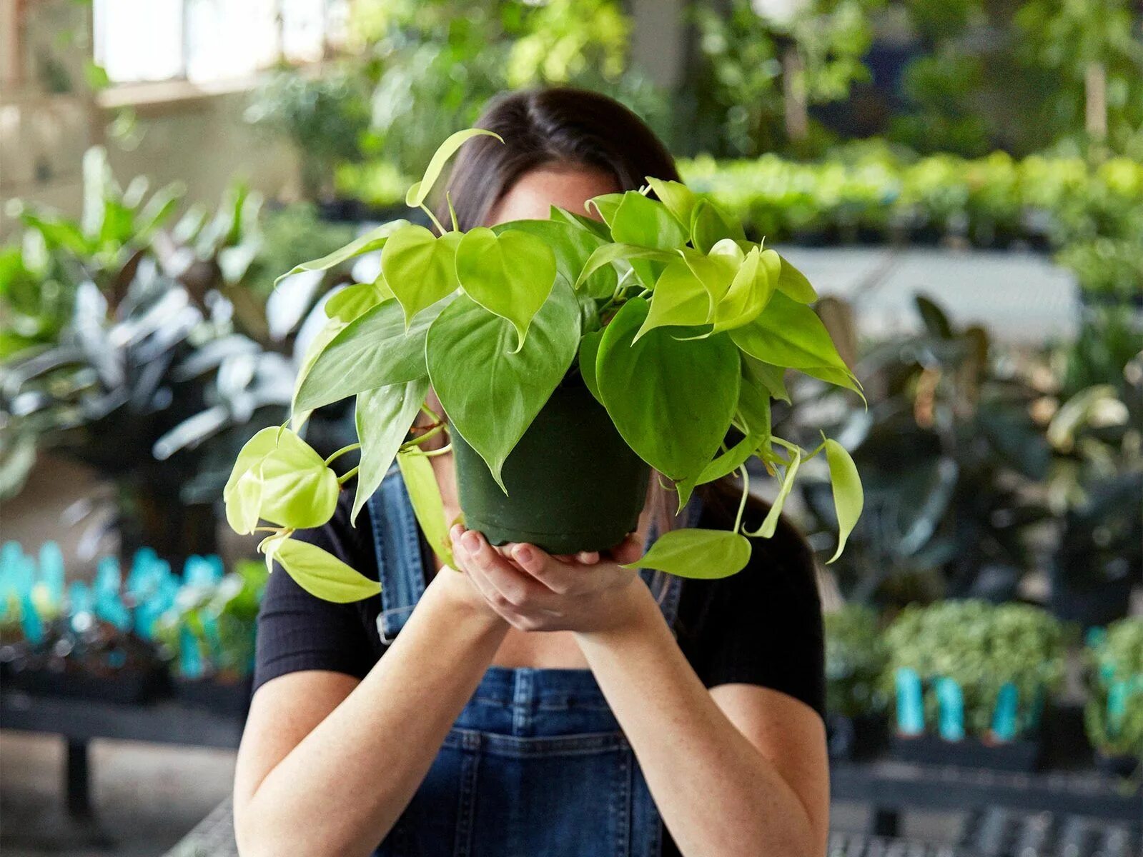 Plant картинки. Комнатные растения. Домашний цветок. Цветок в горшке. Человек и комнатные растения.