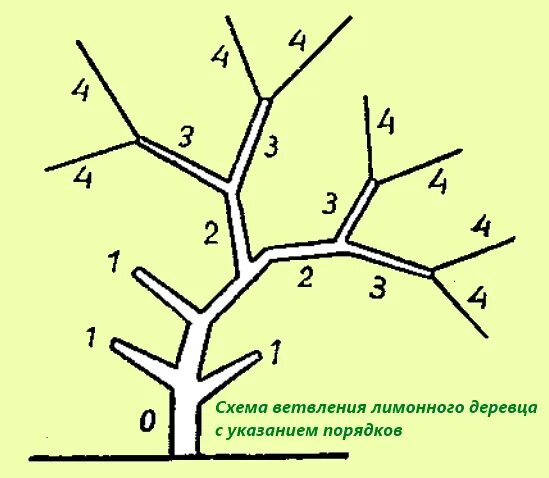 Как правильно обрезать лимон. Схема обрезки лимона. схема обрезки лимонного дерева.